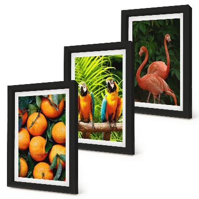 Posterpaket Fruktiga accenter med papegojor och flamingos i tropikerna