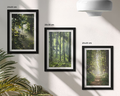Posterpaket Gröna skogar med ljusstrålar och en skogsstig