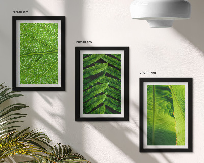 Posterpaket Närbilder av tropiska löv