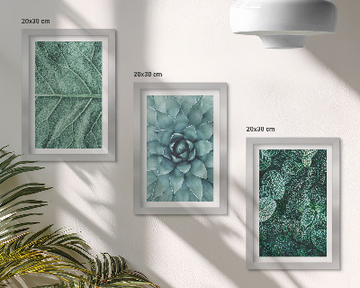 Posterpaket Närbilder av suckulenta växter och blad