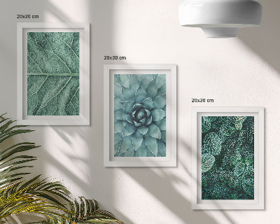 Posterpaket Närbilder av suckulenta växter och blad