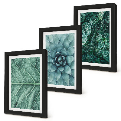 Posterpaket Närbilder av suckulenta växter och blad