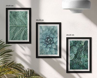 Posterpaket Närbilder av suckulenta växter och blad