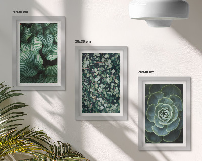 Posterpaket Gröna bladväxter och eleganta suckulenter