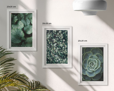 Posterpaket Gröna bladväxter och eleganta suckulenter
