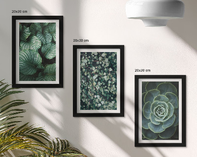 Posterpaket Gröna bladväxter och eleganta suckulenter