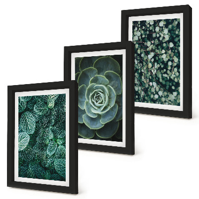 Posterpaket Gröna blad av suckulenta växter och ömtåliga kvistar
