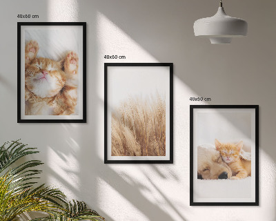 Tavelset ovanför soffa Söta djur katter hundar boho