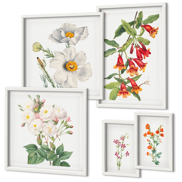 Tavelvägg med 5 tavlor Blommiga botaniska illustrationer