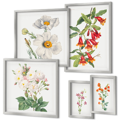 Tavelvägg med 5 tavlor Blommiga botaniska illustrationer